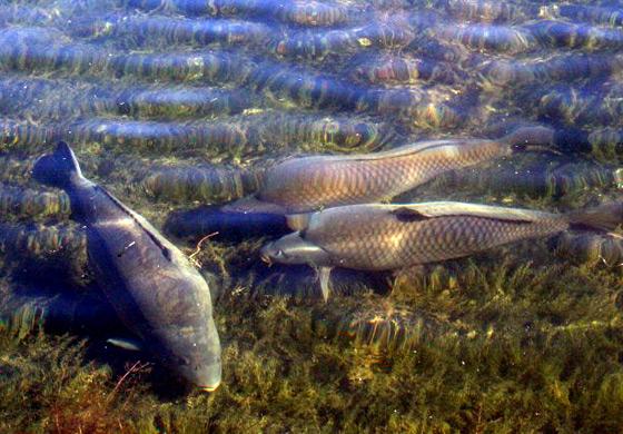 crapi - crapi-mari.jpg